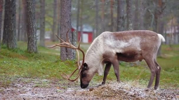 Rennes dans la neige tombante à l'automne en Laponie, Finlande du Nord 