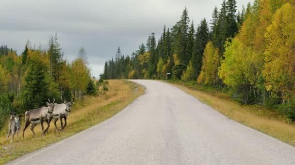 Raindeers traversant la route en Scandinavie 