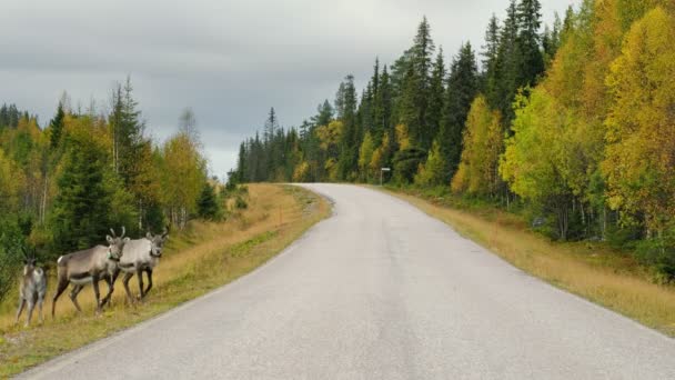 Raindeers traversant la route en Scandinavie — Video