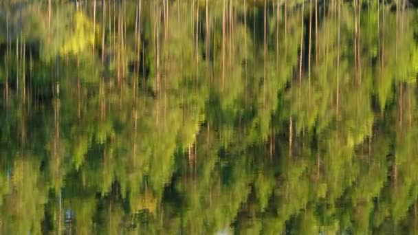 Refleksjon av furuskog i en rolig innsjø – stockvideo