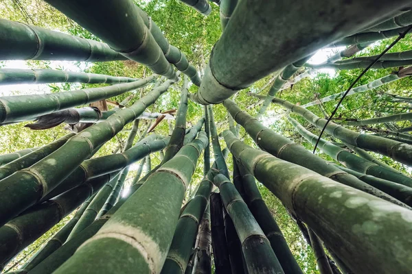 Looking up in green bamboo forest. — 스톡 사진