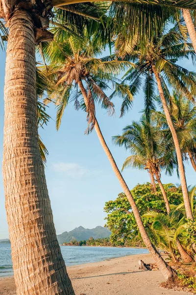 Palmera en una hermosa playa tropical en la isla tropical — Foto de Stock