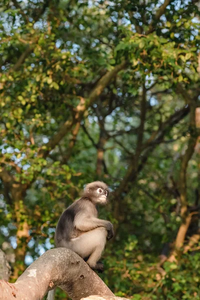 Dämmerung Blatt Affe sitzt auf einem Ast — Stockfoto