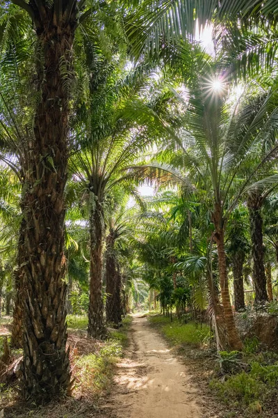 Palmolja trädplantager — Stockfoto