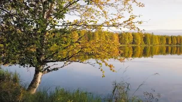 Prachtige herfstberken aan de kust van het meer in Finland. — Stockvideo