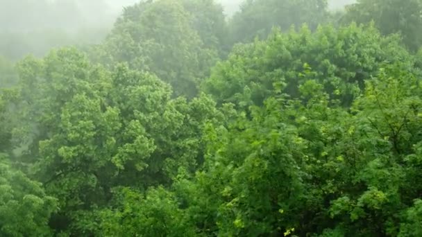 Chuva forte e vento forte acima das árvores — Vídeo de Stock