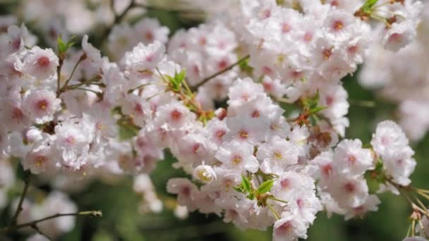 Bloeiende witte sakura kersenbloesem bloemen close-up — Stockvideo