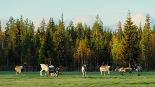 Troupeau de rennes broutant sur le champ vert en Laponie, Finlande . — Video