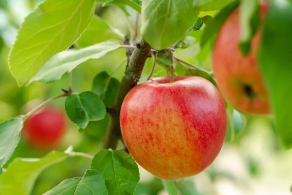 Red apple close-up on the apple tree — Stock Photo, Image