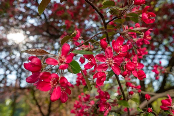 Red crab apple flowers on an apple tree close up in spirng