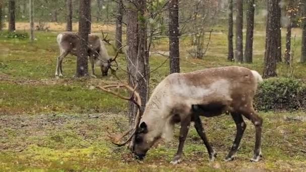 Rennes dans la neige tombante à l'automne en Laponie, Finlande du Nord . — Video