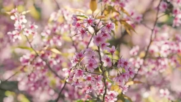 Blooming pink sakura cherry blossom flowers close-up — Stock Video