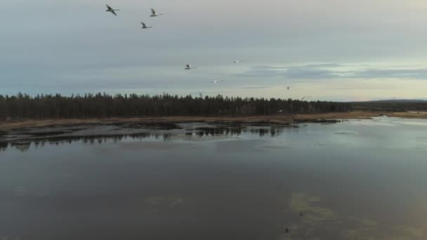 Велика зграя лебедів літає над дивовижним ландшафтом озер на заході сонця — стокове відео