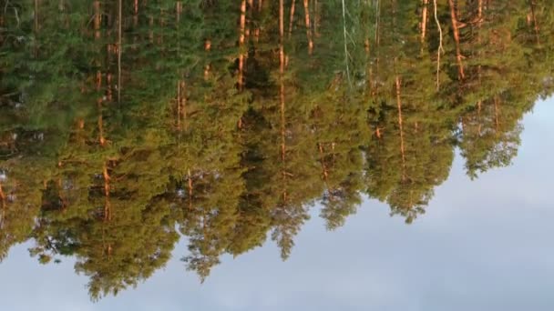 Reflexão de uma floresta de pinheiro em um lago calmo — Vídeo de Stock