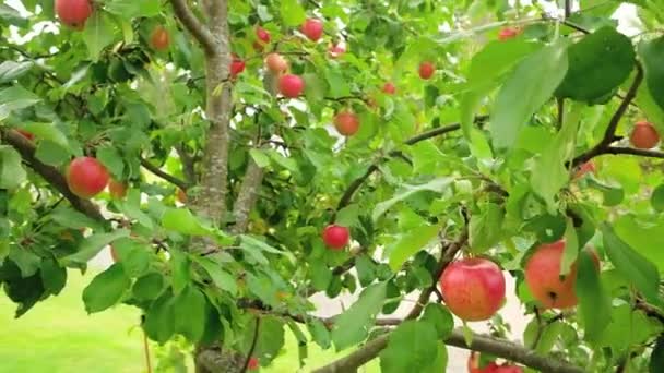 Медленно перебираясь через яблоню с красными яблоками — стоковое видео