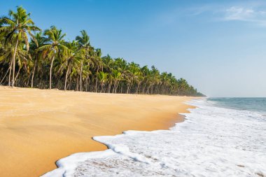 Hindistan, Kerala 'da hindistan cevizi palmiyeleri olan uzun ve boş bir plaj.