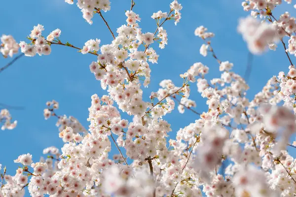 Blühende weiße Sakura-Kirschblüten aus nächster Nähe — Stockfoto