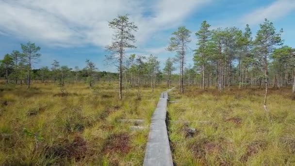 Pov κινείται κατά μήκος του ξύλινου μονοπατιού πάνω από το βάλτο στο φινλανδικό εθνικό πάρκο, Φινλανδία — Αρχείο Βίντεο