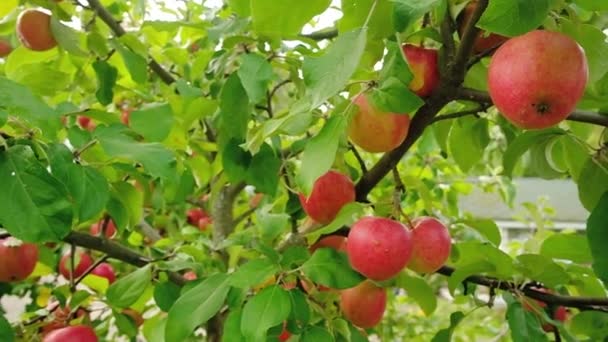 Långsamt panorera över äppelträdet med röda äpplen — Stockvideo