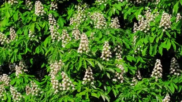 Belles fleurs de châtaignier en fleurs — Video