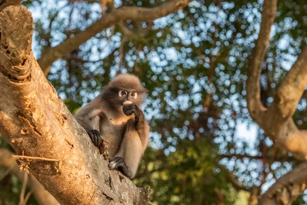 Dusky blad aap zittend op een tak — Stockfoto