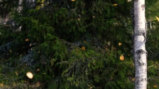 Береза в лесу с падающими желтыми осенними листьями — стоковое видео