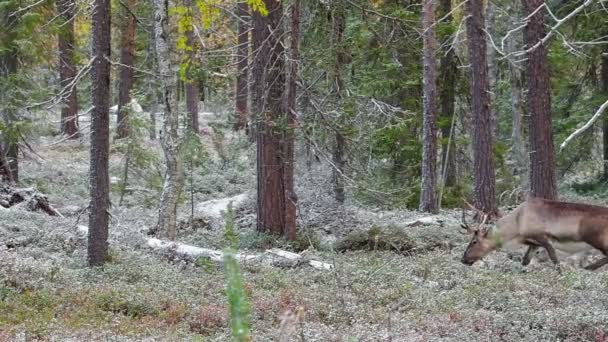 Hermosa caminata de renos en el bosque en Laponia, norte de Finlandia . — Vídeos de Stock