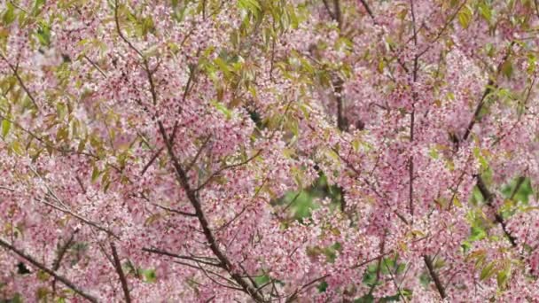 Blooming pink sakura cherry tree with blossom flowers close-up — Stock Video