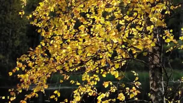Gyönyörű őszi nyírfa háttérvilágítással — Stock videók