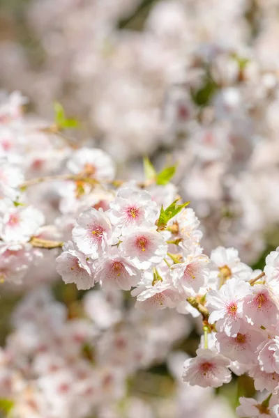 Virágzó fehér sakura cseresznyevirág közelkép — Stock Fotó