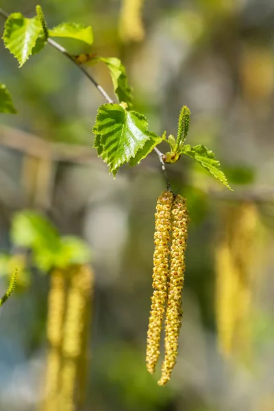 Galho com semente e folhas de uma bétula de prata na primavera — Fotografia de Stock