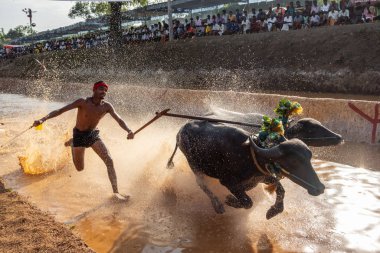 Kambala buffalo race at paddy fields in Karnataka state, India