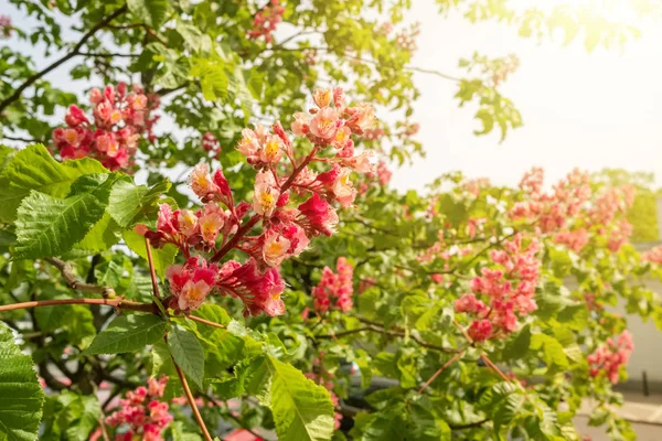 イソキュラス赤栗の木の花が近くに咲く — ストック写真