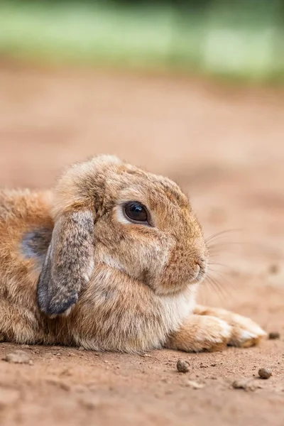 Bonito coelho coelho ao ar livre retrato — Fotografia de Stock