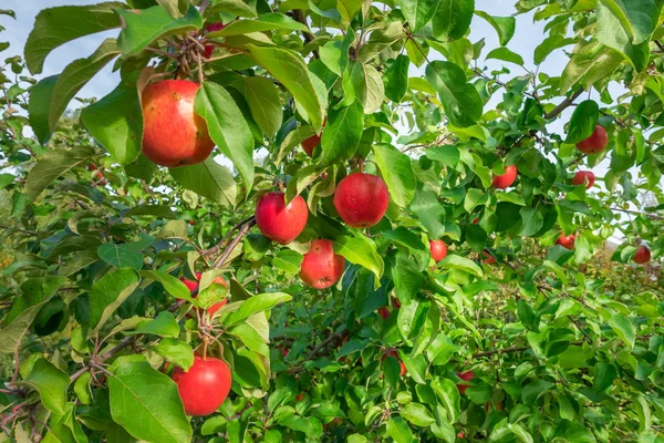 Rode appels op de appelboom — Stockfoto
