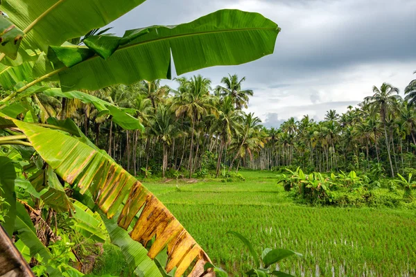 Hindistan, Kerala 'da palmiye ağaçları ve yeşil pirinç tarlalarıyla kırsal alan — Stok fotoğraf