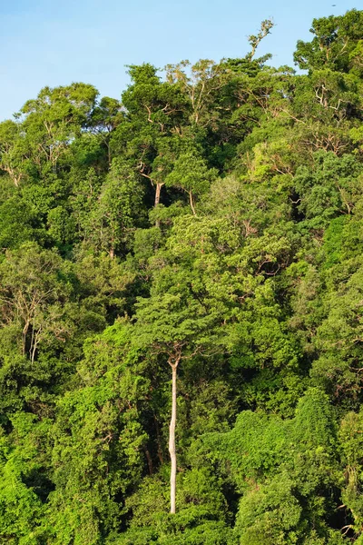 Yemyeşil yeşil tropikal yağmur ormanları — Stok fotoğraf