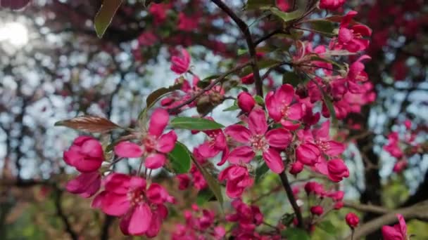 Rote Krabbenapfelblüten auf einem Apfelbaum in Spirale aus nächster Nähe — Stockvideo