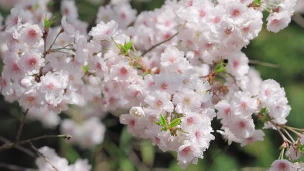 Blooming white sakura cherry blossom flowers close-up — Stock Video