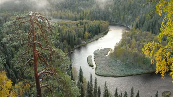 Beautiful autumn landscape with a river in pine forest. — 图库视频影像