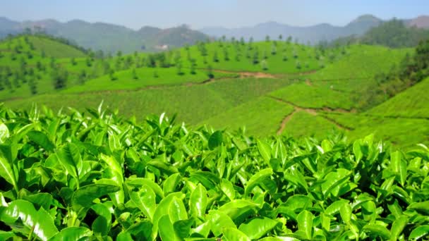 Verse groene thee bladeren close-up op theeplantages in Munnar, Kerala, India. — Stockvideo