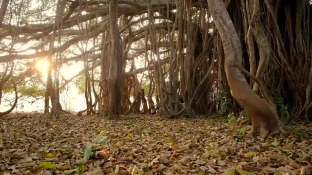 Steadicam shot of a beautiful banyan tree at early morning — Stockvideo