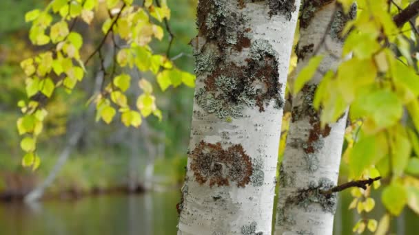 Beau bouleau d'automne gros plan — Video