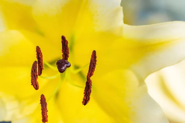 Στήθος και αντοχή ενός κίτρινου λουλουδιού κρίνου — Φωτογραφία Αρχείου
