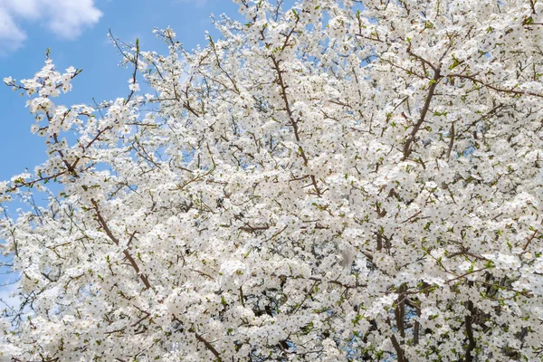 Kwitnące białe kwiaty sakura kwiat wiśni zbliżenie — Zdjęcie stockowe