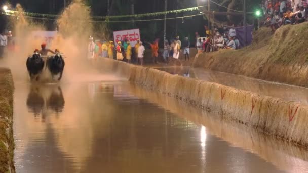 Kambala - coroczny wyścig bawołów na polach ryżowych w stanie Karnataka w Indiach — Wideo stockowe
