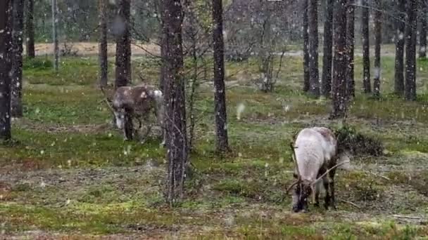 Deux beaux rennes dans la neige tombante à l'automne en Laponie, Finlande du Nord — Video