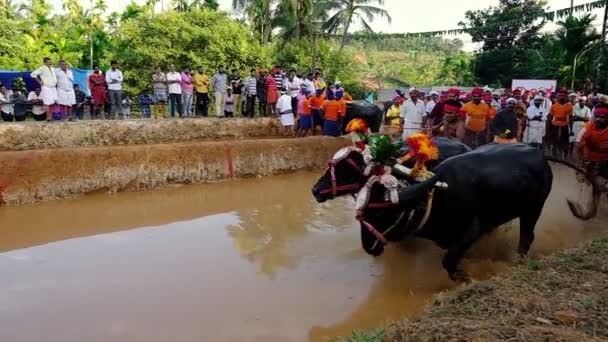 Kambala è una gara annuale di bufali nei campi di risaia nello stato del Karnataka, India — Video Stock