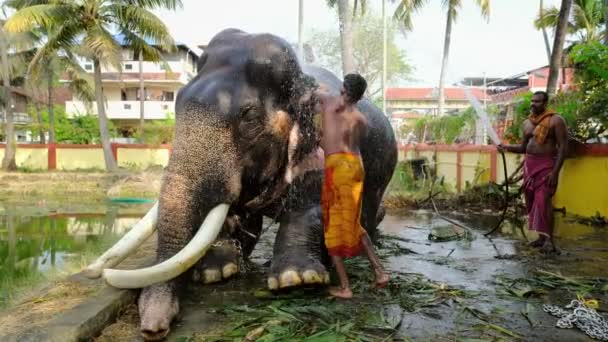 Niezidentyfikowani mężczyźni myjący słonia świątynnego, Cochin, Kerala, Indie — Wideo stockowe