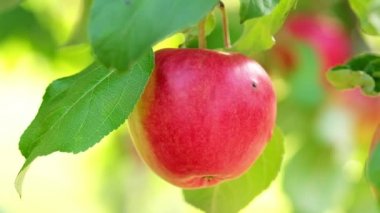 Red juicy apple close-up
